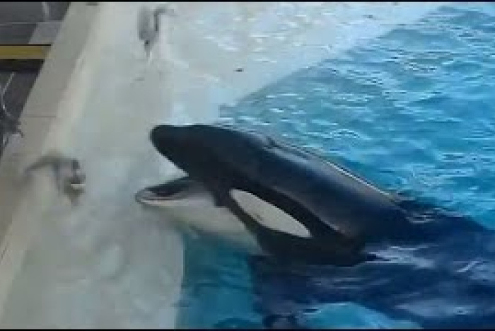Späckhuggare fiskar fågel