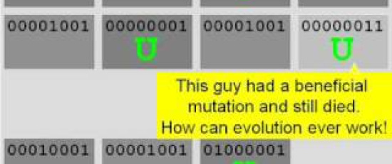 Hur evolutionen fungerar