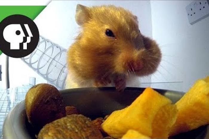 Hur mycket mat kan en hamster hamstra?