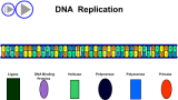 Hur DNA replikeras (kopieras) 2