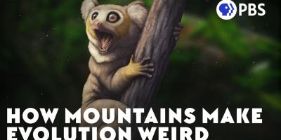 Bergs märkliga effekt på evolution