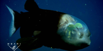 En fisk med genomskinligt huvud