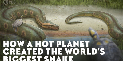 Hur en het planet skapade världens största orm