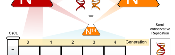 DNA-replikation följer tre regler