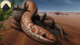 Ormarnas evolution