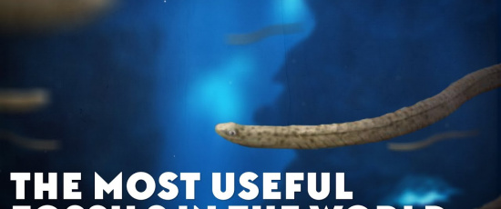 De mest användbara fossilen i världen