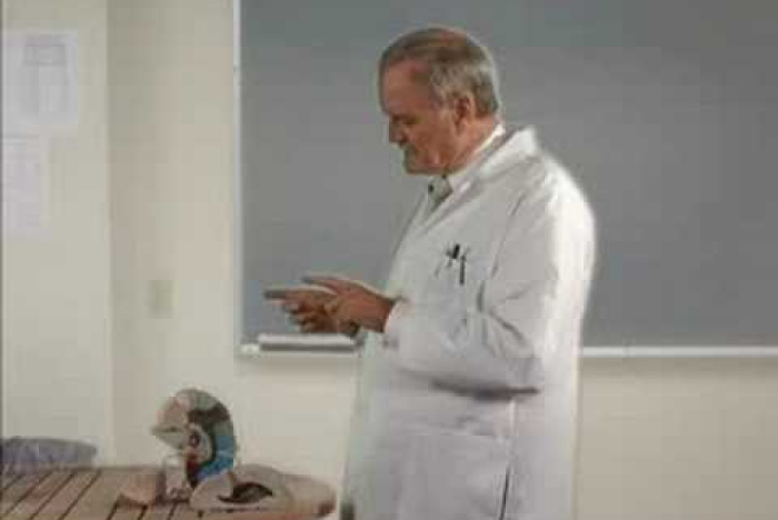 Hur hjärnan fungerar (enligt John Cleese)