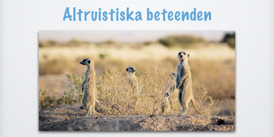 Generna styr beteendet (gammal)