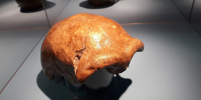 DNA-analys avslöjar den verkliga anledningen till att neandertalarna dog ut