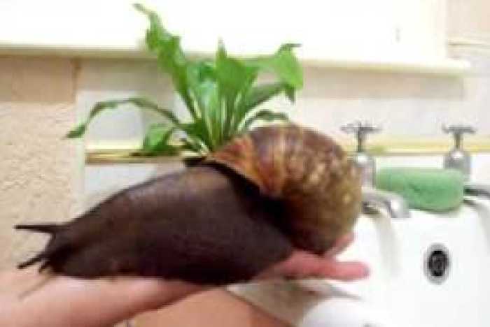 Gigantisk snigel