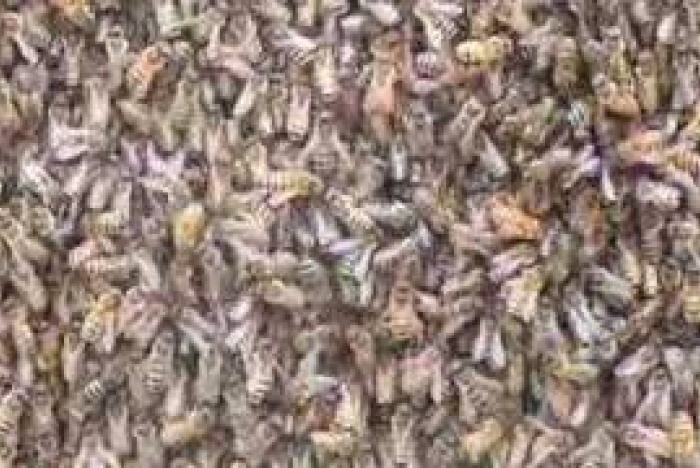 Bin kommunicerar ungefär som hjärnans neuroner