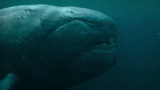 Dunkleosteus på jakt