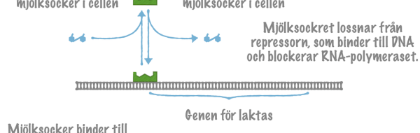 Hur proteinsyntesen regleras