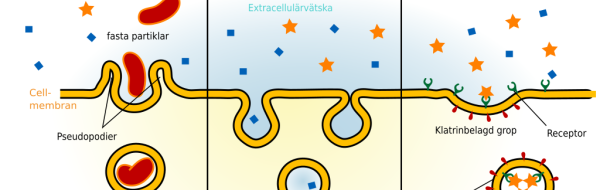 Endo- och exocytos