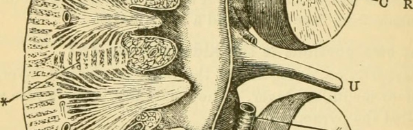 Instuderingsfrågor i Biologi 2: Humanfysiologi