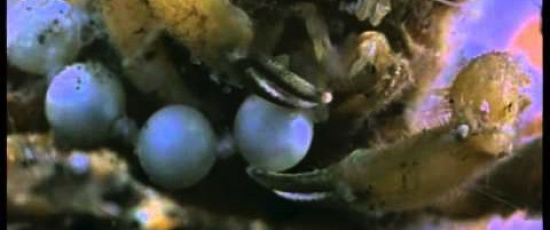 En välklädd krabba