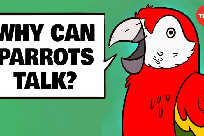 Varför kan papegojor prata?