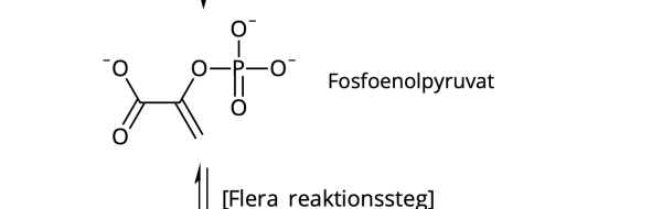 Glukoneogenes och fettsyrasyntes