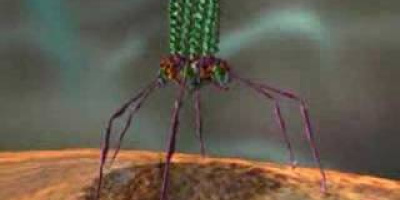 Hur förökar sig virus? Replikation. Adsorption. Passage och avkapsling.