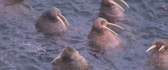 Klarar du att se den här videon utan att gäspa?