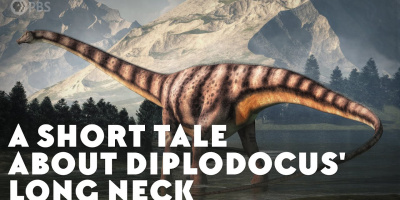 En kort berättelse om Diplodocus långa hals