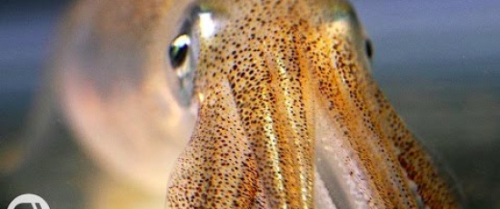 Bläckfiskarnas färgglada hud