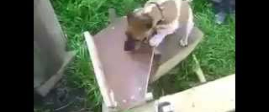 Vad händer när en ingenjör skaffar hund (del 2)?