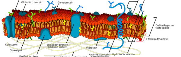Cellmembranet