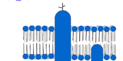 Cellmembranets fluiditet