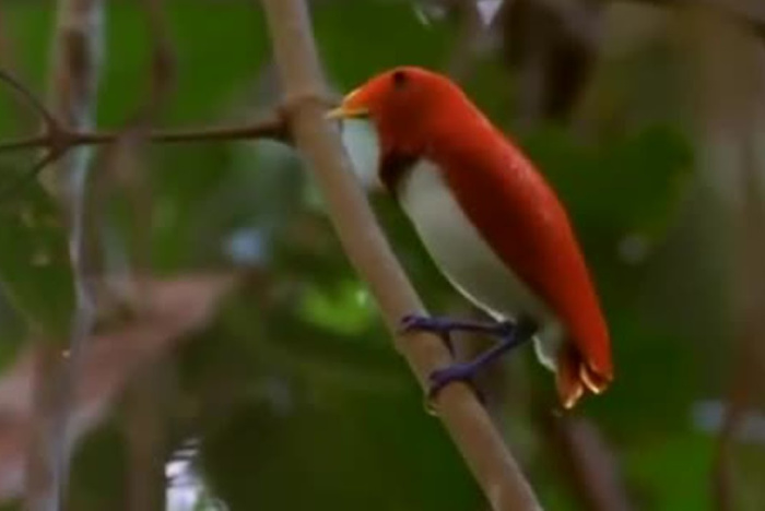 Paradisfåglar på Papua Nya Guinea