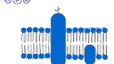 Cellmembranets fluiditet