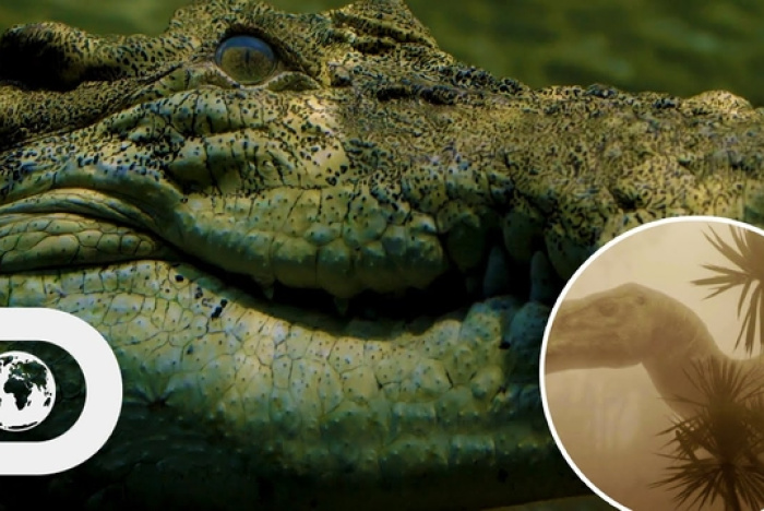 Hur krokodilerna överlevde meteoren som dödade dinosaurierna