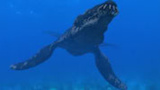Dinosauriernas tid del 3: Det grymma havet
