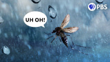 Hur kan insekter flyga i regn?