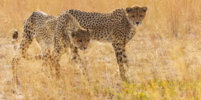 Gepard vs. mullvadsråtta