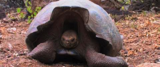 Olika sköldpaddor på Galapagosöarna