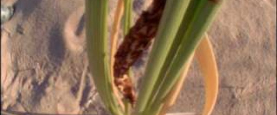 Hur insekter skaffar sig en 