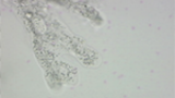 Amoeba proteus