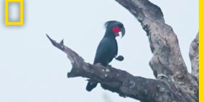 Kakaduor – naturens egna trummisar