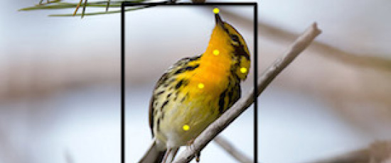 Känner du inte igen fågeln? Merlin bird kan hjälpa dig att identifiera den!