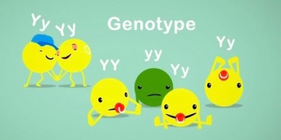 Hur Mendels ärtor hjälpte oss att förstå genetiken