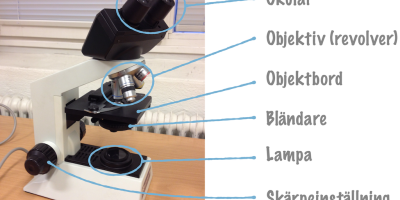 Övningsuppgifter, Biologi nivå 1: Biologins grunder