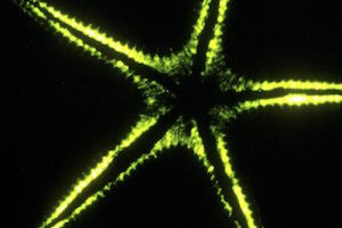 Bioluminiscens: Att kommunicera med ljus