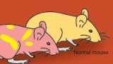 Årets Nobelpris i Fysiologi/Medicin 2007