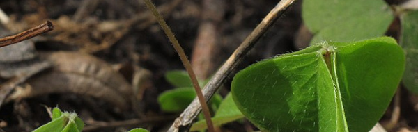 Aromatiska karboxylsyror. Dikarboxylsyror. Hydroxisyror