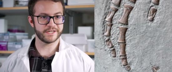 Mjukvävnad från 183 miljoner år gammal Plesiosaurus analyserad