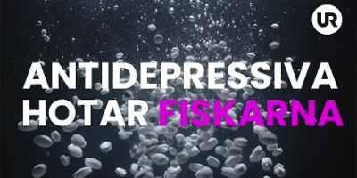 Antidepressiva hotar fiskarna