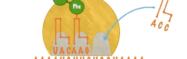 Proteinsyntesen III: Translation