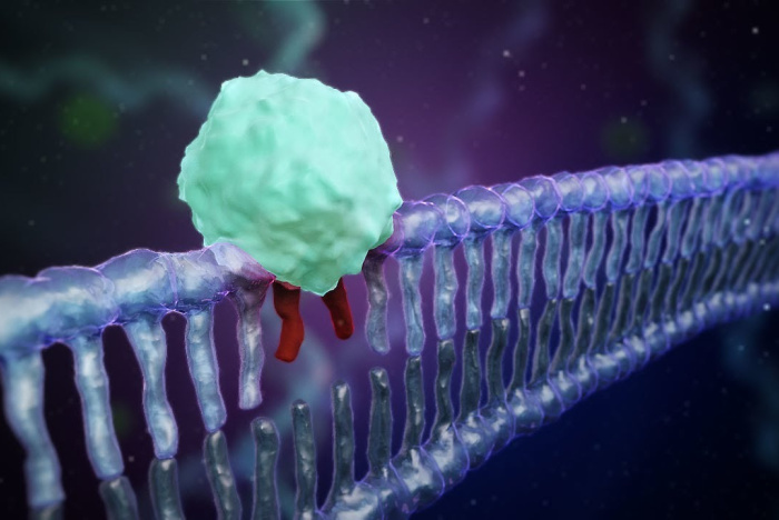 Hur DNA-molekylen repareras – eller inte