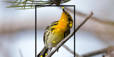 Känner du inte igen fågeln? Merlin bird kan hjälpa dig att identifiera den!